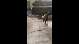 Phina, the playful foster kitty in Illinois plays catch