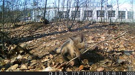 'Caught on camera!' Cute baby foxes in New Hampshire play