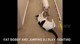 Fat Bobby and Jumping DJ Play Fighting in Lockdown