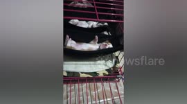 Adorable chihuahua puppies sleep in mini-hammocks