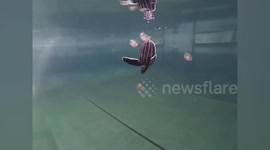 Rehabilitating baby leatherback turtles eat jellyfish in pool