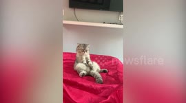 Adorable Kitten Sits Like Human 'While Thinking'