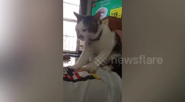 Pet cat massages owner's belly