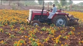 Farmers in India destroy flower crops due to lack of demand under COVID-19 lockdown
