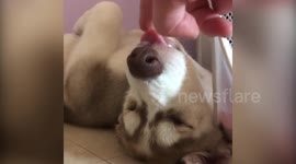 Sleepy husky gets awoken by owner tickling her TONGUE