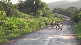 Thrilling chase for lioness hunting herd of zebras in South Africa