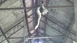 Python caught hanging from the roof of pig enclosure in Thailand
