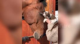 Tiny puppy meets horse and become instant best friends