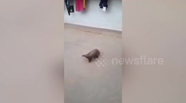 Forest official rescue pangolin from village in eastern India