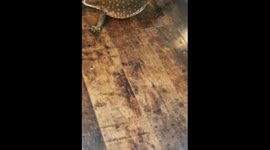 Monitor lizard at play