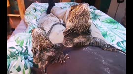 Owner feeds pet frilled dragons