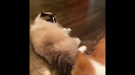 The Corgi and the Cat