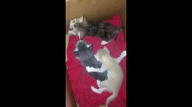 Cute kittens playing in a box