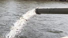 Nearly 150,000 salmon released in to US river via tube