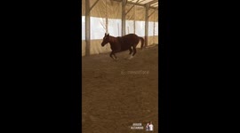 il cavallo di Nicky, some scenes of a beautiful horse