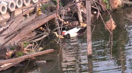 Bath time for mother duck and her ducklings, also a canary perched on a tree above them seems to think he's a duck too.