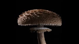 mushroom timelapse that grows
