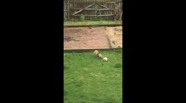 US homeowner films group of fox pups pouncing around their backyard