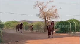 arabian horses run outside farm