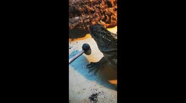 Lizard pushing food away