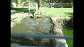 Feeding a large saltwater crocodile