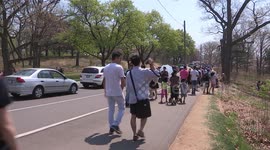 Toronto is closing high park so people can't see the Cherry Blossoms during COVID 19 coronavirus