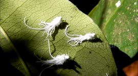 Strange fluffy white wood insect filmed in India