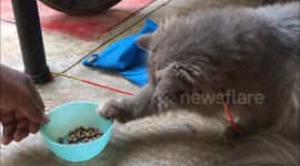 Cute Persian Cat Eating Food With Funny Style