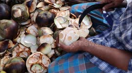 How to Remove Borassus Flabellifer Fruit (Palmyra Palm Fruit)