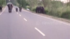 Commuters survive scare as wild elephant charges towards car in Sri Lanka