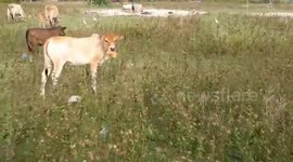Heartbreaking footage of a cow eating on plastic-wrapped leftovers
