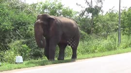 Bull elephants in musth confront each while looking to woo female in Sri Lanka