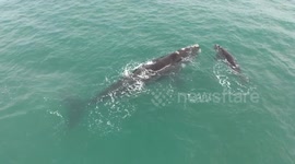 Drone footage captures playful moment between whale mother and calf off South African coast