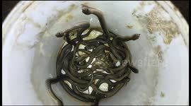 More than 60 baby snakes rescued from house in eastern India
