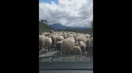 the escaped sheep from the barn could not wait for the coron virus end
