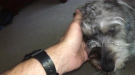 Puppy loves on Dad