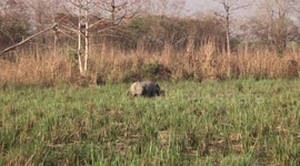 On safari in Nepal - Greater One-horned Rhino, Sloth Bear, peacock and other wildlife in Chitwan National Park.