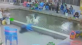 Dog Drags Chair And Woman's Handbag Into Pool