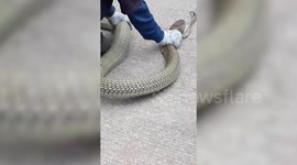 Massive king cobra caught in woman's home in Thalland
