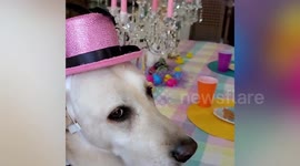 Dog Family Dress For Dinner Party