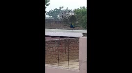 A beautiful Peacock dance