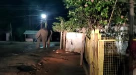Elephant creates panic among locals during COVID-19 lockdown in eastern India