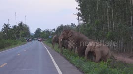 Stunning moment family of elephants cross road during migration in Thailand