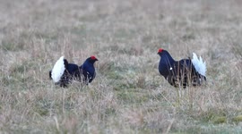 Blackgrouse Leks - Drama on the hills.