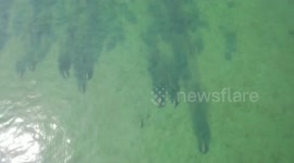 Herd of dugongs seen thriving off the coast of Thai land after coronavirus lockdown