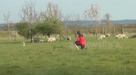 Schoolboy makes educational lambing videos during lockdown
