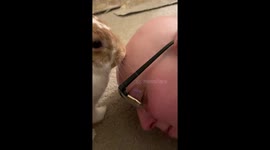 Adorable rabbits 'comfort' US woman with alopecia by licking her head