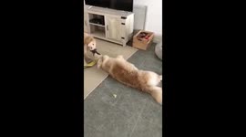 Funny golden retriever drags another golden  across the floor