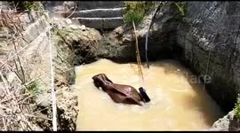 Officials in India rescue elephant from drowning in agricultural well