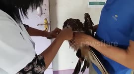 Rescuer releases eagle after nursing it back to health in northeast India